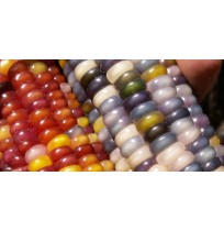 Seeds - Glass Gem (Rainbow) Flint Corn