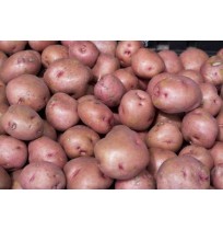 RED Potato (from MP)