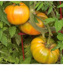 Seeds - Gold Medal Tomato