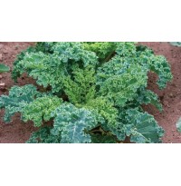 Kale Green (100 gms each bunch)