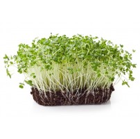 Micro Greens - Broccoli (Live Plant)