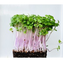 Micro Greens - Pink Raddish  (Live Plant)