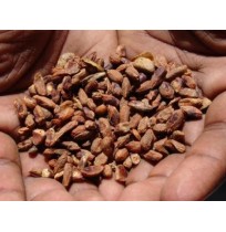 Neem Seed Karnal Extract (Organic Pest Control) - 500ML