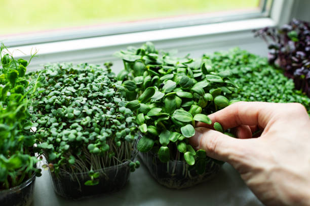 Beginners Guide to Microgreens